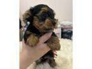 Yorkshire Terrier Puppy for sale in San Fernando, CA, USA