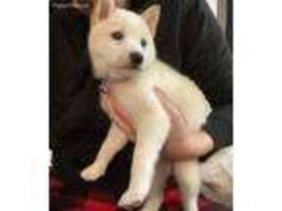 Shiba Inu Puppy for sale in Vista, CA, USA