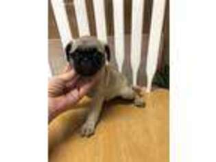 Pug Puppy for sale in Saint Hedwig, TX, USA