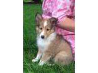 Shetland Sheepdog Puppy for sale in Myerstown, PA, USA