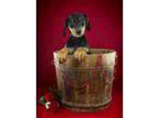 Doberman Pinscher Puppy for sale in Harrisonburg, VA, USA