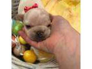 French Bulldog Puppy for sale in Madison Lake, MN, USA
