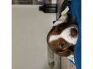 Beagle Puppy for sale in Newark, DE, USA