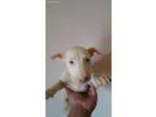 Bull Terrier Puppy for sale in Yakima, WA, USA