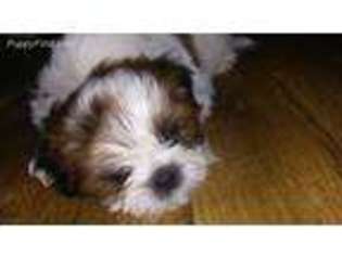 Mal-Shi Puppy for sale in Escanaba, MI, USA