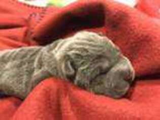 Mutt Puppy for sale in Newkirk, OK, USA