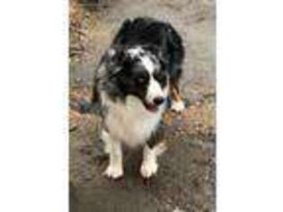 Australian Shepherd Puppy for sale in Mount Airy, NC, USA
