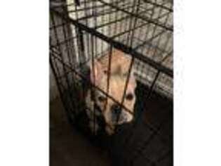 French Bulldog Puppy for sale in Desoto, TX, USA