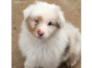 Australian Shepherd Puppy for sale in Ridgeway, VA, USA