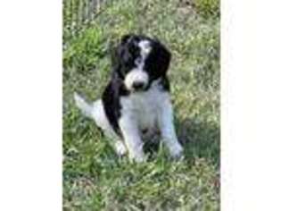 Mutt Puppy for sale in New London, NC, USA