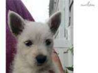 West Highland White Terrier Puppy for sale in Wenatchee, WA, USA