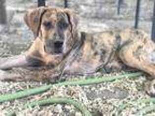 Great Dane Puppy for sale in Kenton, DE, USA