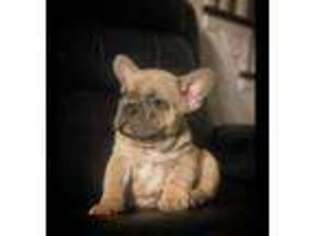 French Bulldog Puppy for sale in Jonesboro, GA, USA