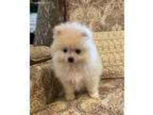 Pomeranian Puppy for sale in Metairie, LA, USA