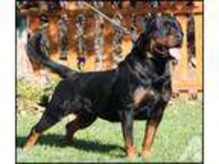Rottweiler Puppy for sale in RIVERSIDE, CA, USA