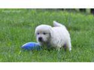 Mutt Puppy for sale in Midlothian, VA, USA