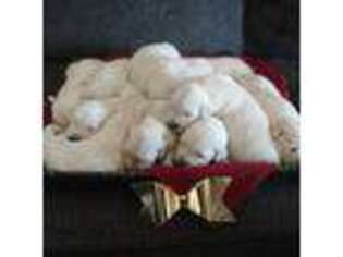Golden Retriever Puppy for sale in Garnett, KS, USA