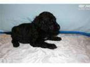 Portuguese Water Dog Puppy for sale in Nashville, TN, USA