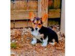 Pembroke Welsh Corgi Puppy for sale in Springville, IN, USA