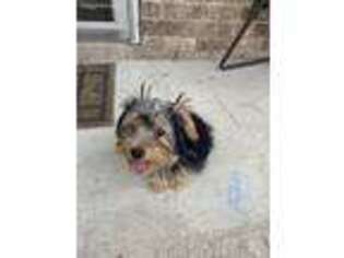 Yorkshire Terrier Puppy for sale in Calera, AL, USA
