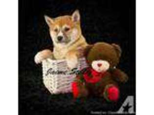 Shiba Inu Puppy for sale in CANTON, OH, USA