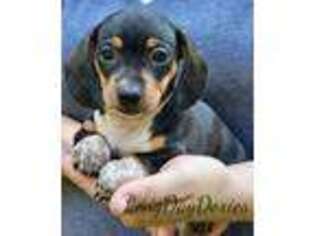 Dachshund Puppy for sale in Scio, OH, USA