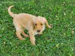 Labradoodle Puppy for sale in Lewisville, OH, USA