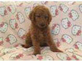 Goldendoodle Puppy for sale in Hoschton, GA, USA