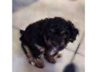 Mutt Puppy for sale in Garden Grove, CA, USA