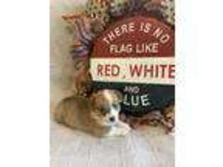 Pembroke Welsh Corgi Puppy for sale in Jackson, MS, USA