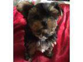 Yorkshire Terrier Puppy for sale in Ukiah, CA, USA