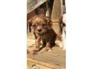 Cavalier King Charles Spaniel Puppy for sale in Halifax, VA, USA