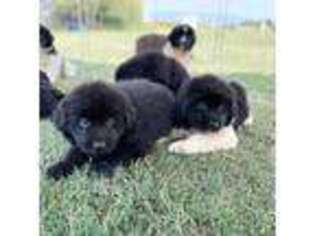 Newfoundland Puppy for sale in Hooper, UT, USA