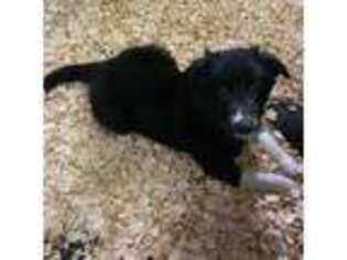 Border Collie Puppy for sale in East Haddam, CT, USA