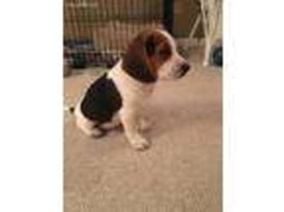 Beagle Puppy for sale in Gap, PA, USA