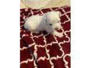Coton de Tulear Puppy for sale in Windermere, FL, USA