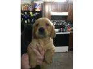 Golden Retriever Puppy for sale in Oil City, PA, USA