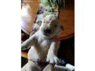 Golden Retriever Puppy for sale in Trivoli, IL, USA