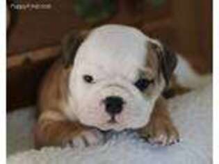 Bulldog Puppy for sale in Washburn, MO, USA