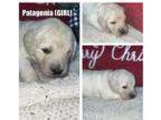 Goldendoodle Puppy for sale in Blackfoot, ID, USA
