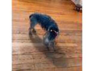 Yorkshire Terrier Puppy for sale in Cleveland Heights, OH, USA