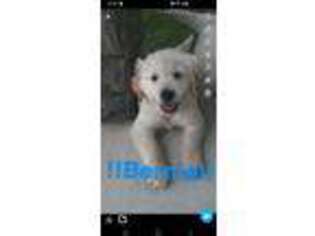 Golden Retriever Puppy for sale in Harlan, IN, USA
