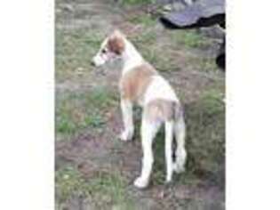 Borzoi Puppy for sale in Flint, MI, USA