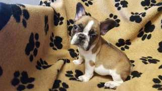 French Bulldog Puppy for sale in Sidney, IA, USA