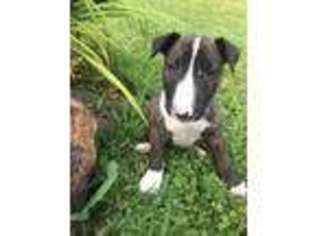 Bull Terrier Puppy for sale in Powhatan, VA, USA
