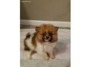 Pomeranian Puppy for sale in Pineville, MO, USA