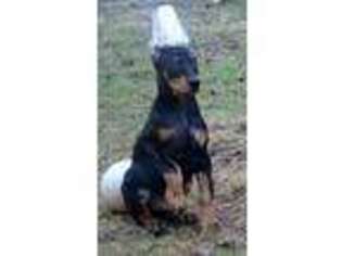 Doberman Pinscher Puppy for sale in Cranberry Twp, PA, USA