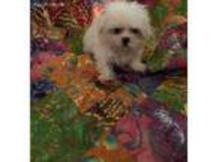 Maltese Puppy for sale in Fayetteville, TN, USA
