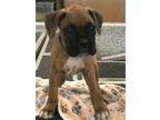 Boxer Puppy for sale in Knoxville, TN, USA