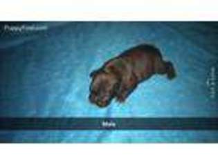 French Bulldog Puppy for sale in Allen, MI, USA